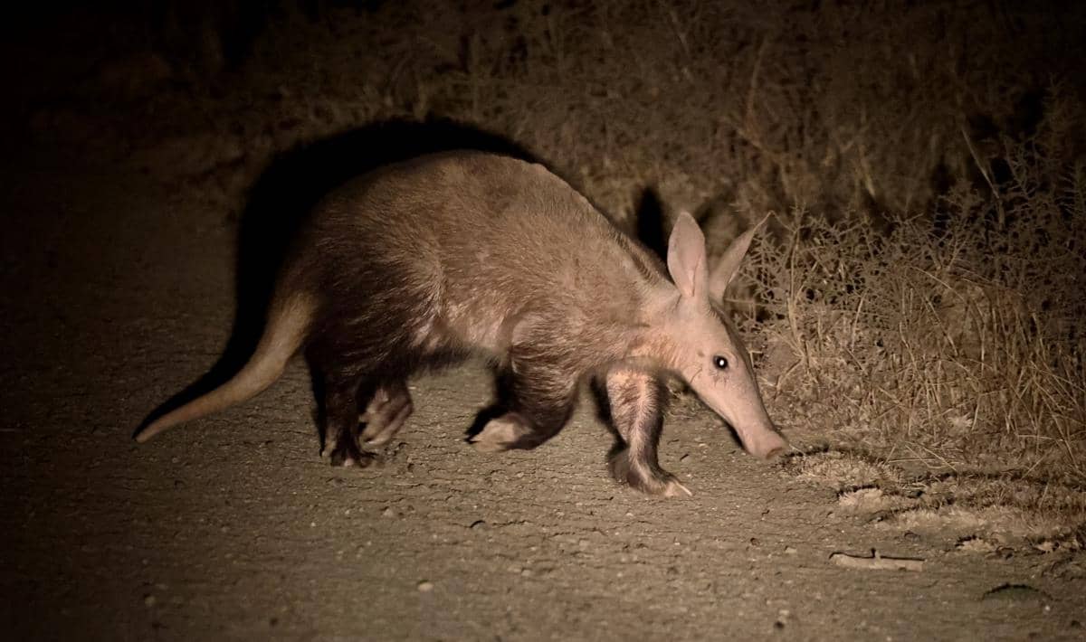 aardvark