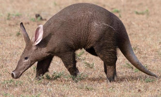 5 Fakta Aardvark, Mamalia Afrika yang Dijuluki Babi Tanah