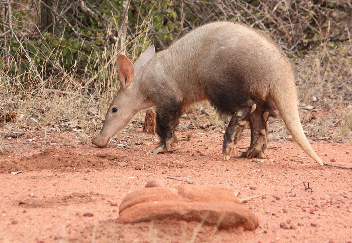 aardvark