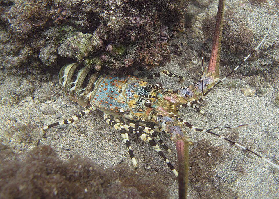 Sumut Tawarkan Potensi SDM dan Lobster Nias ke Jepang