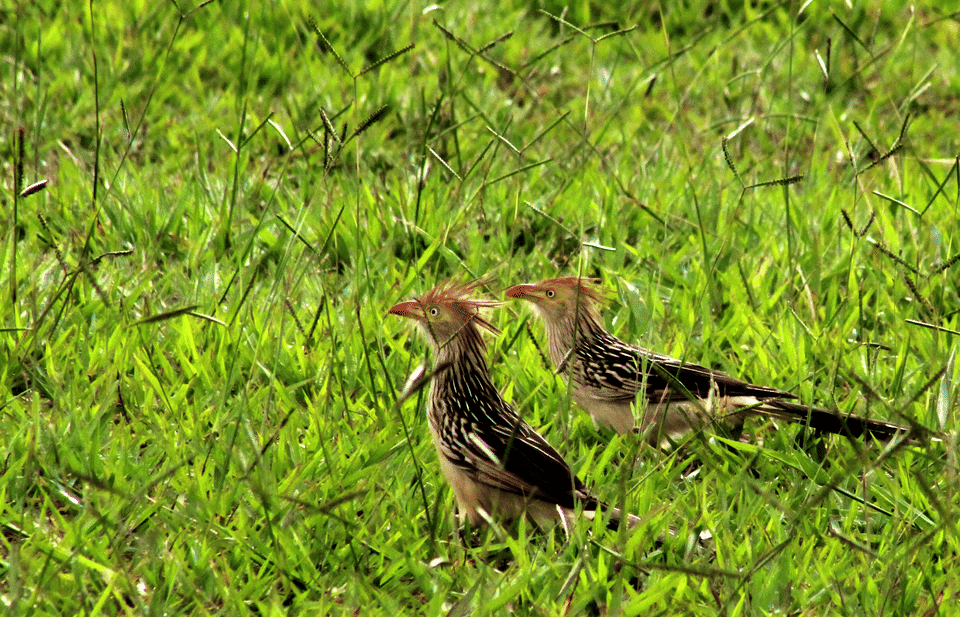 Sepasang kangkok guira sedang mencari makan.
