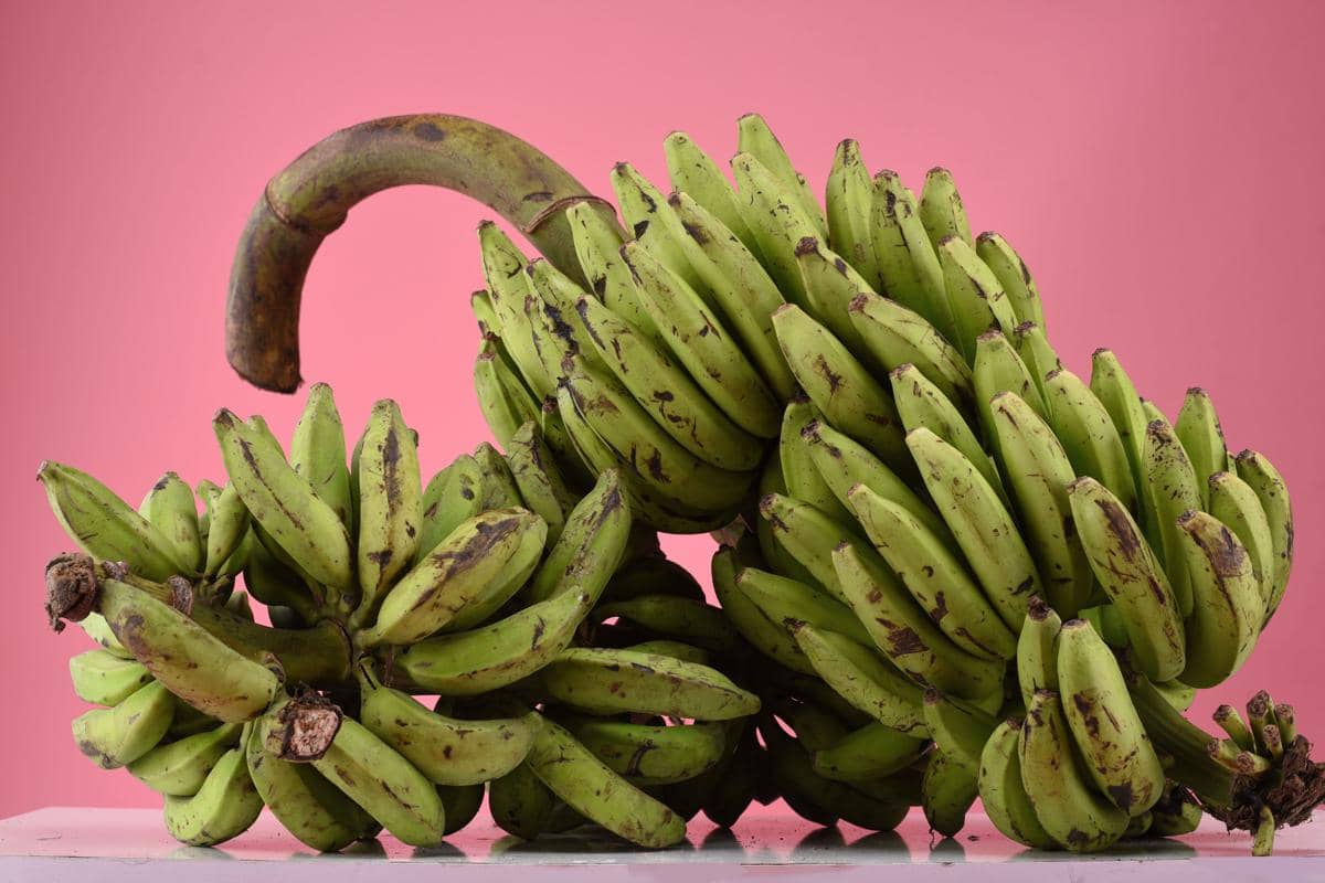 ilustrasi pisang tanduk