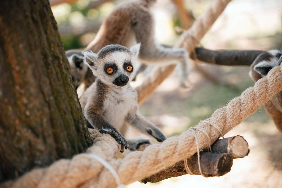 Lemur