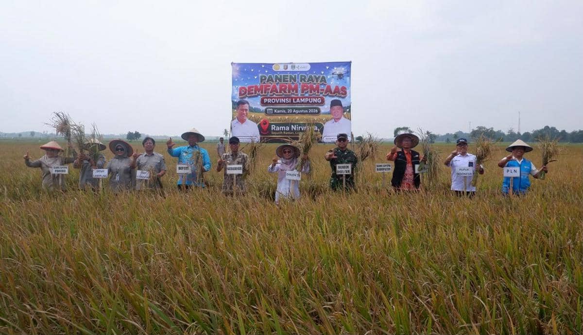 Pertanian Modern AAS Lamteng, Produktivitas Padi 1,4 Ton per Hektare