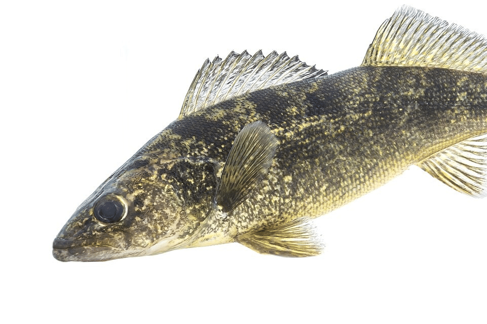 walleye