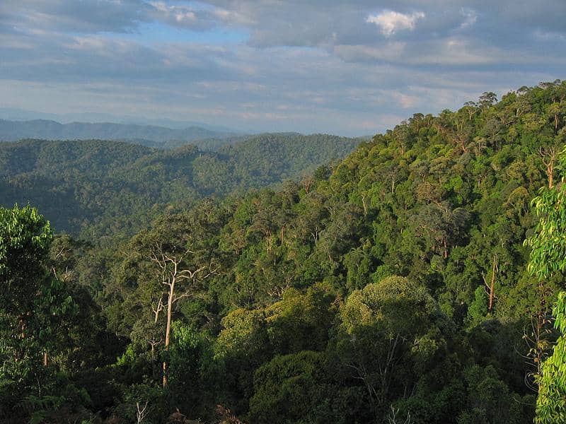 Cara ke Taman Negara Pahang dari Kuala Tahan, Seru buat Pencinta Alam