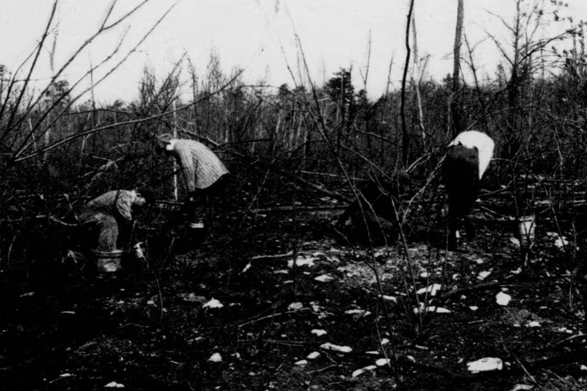 penampakan hutan setelah Kebakaran Peshtigo 