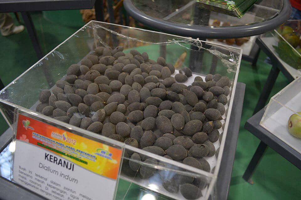 Tanaman pohon asam keranji yang bermanfaat dan bernilai ekonomi tinggi