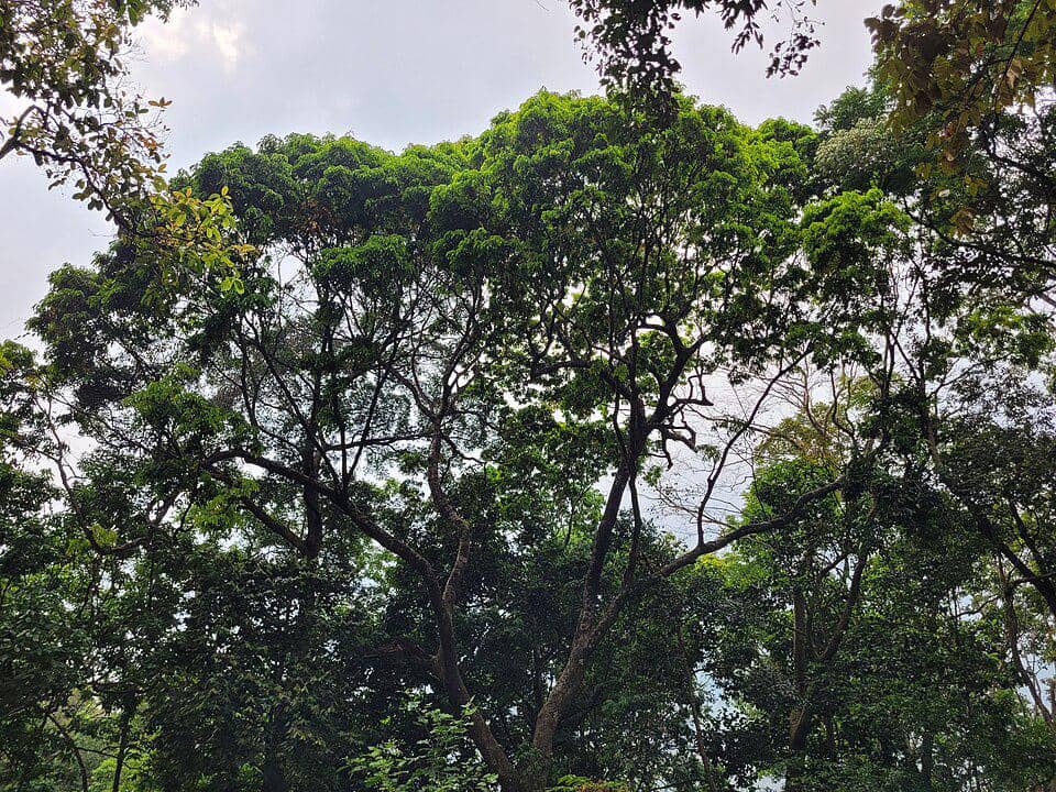 Tanaman pohon yang mulai langka