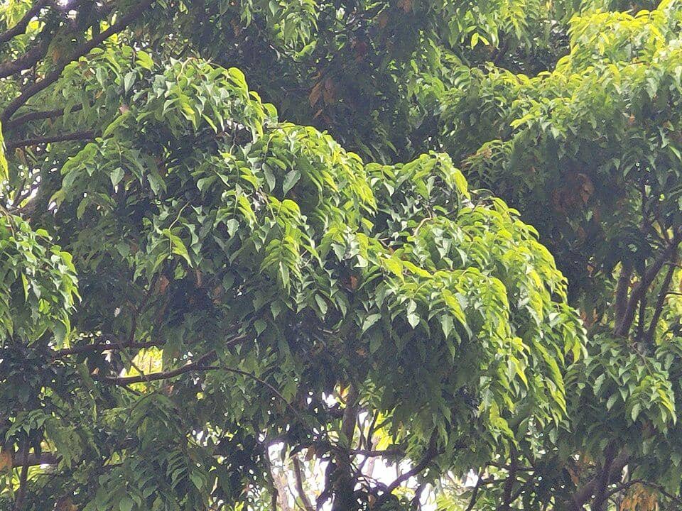 Tanaman pohon asam keranji dapat tumbuh tinggi dengan daun yang rimbun
