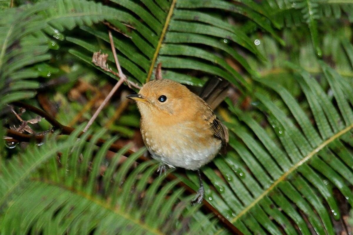 5 Fakta Kauai Elepaio, Burung Endemik Hawaii yang Terancam Punah
