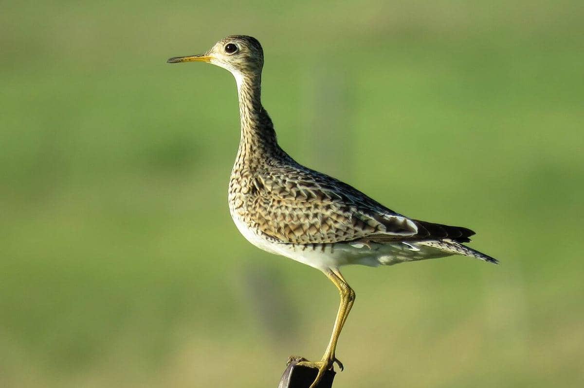 Upland Sandpiper