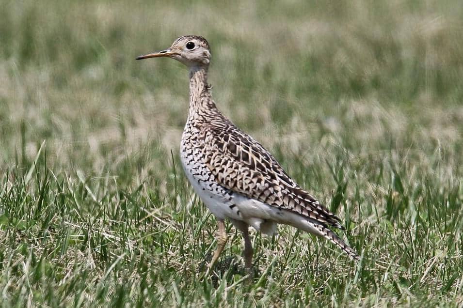 Upland Sandpiper