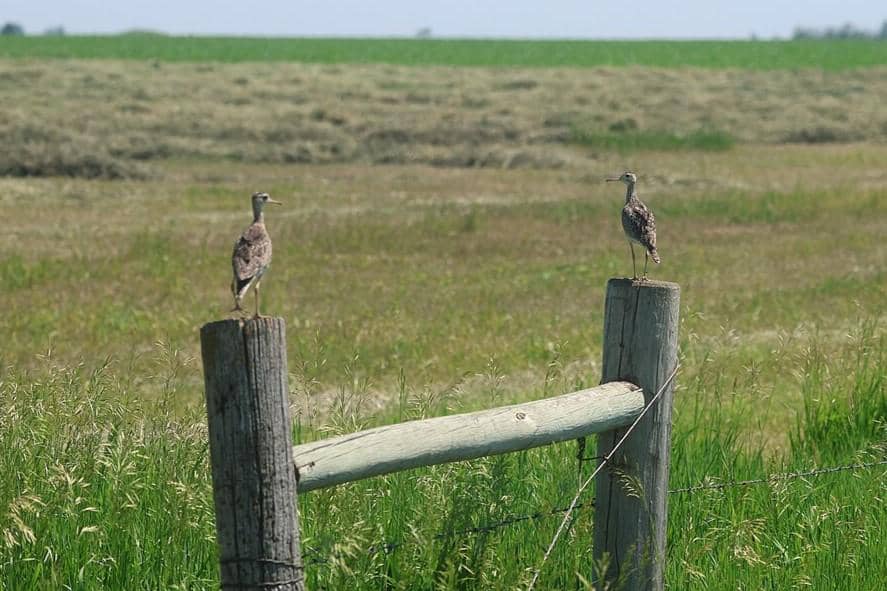 Upland Sandpiper