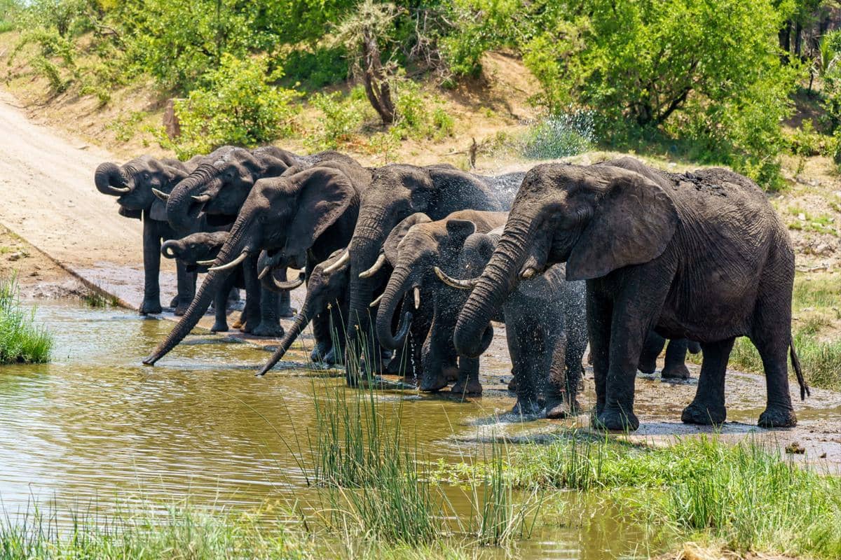 ilustrasi habitat gajah