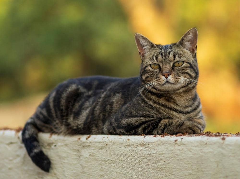 ilustrasi kucing sedang duduk