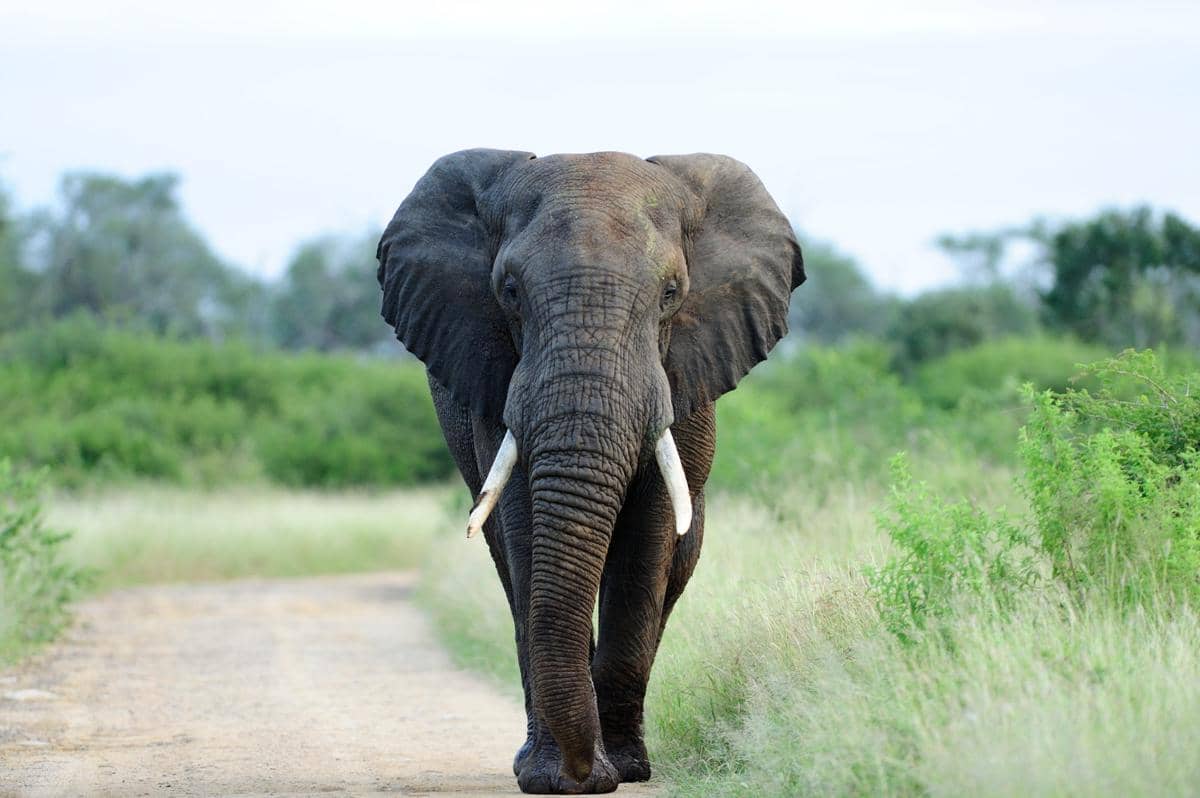 5 Dampak Karhutla bagi Gajah, dari Habitat hingga Makanan