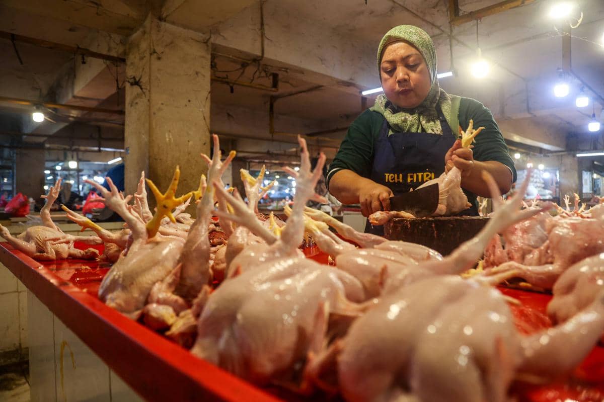 Harga Ayam Ras di Sumut Naik Jadi Rp52 Ribu Per Kilogram, MBG Disorot