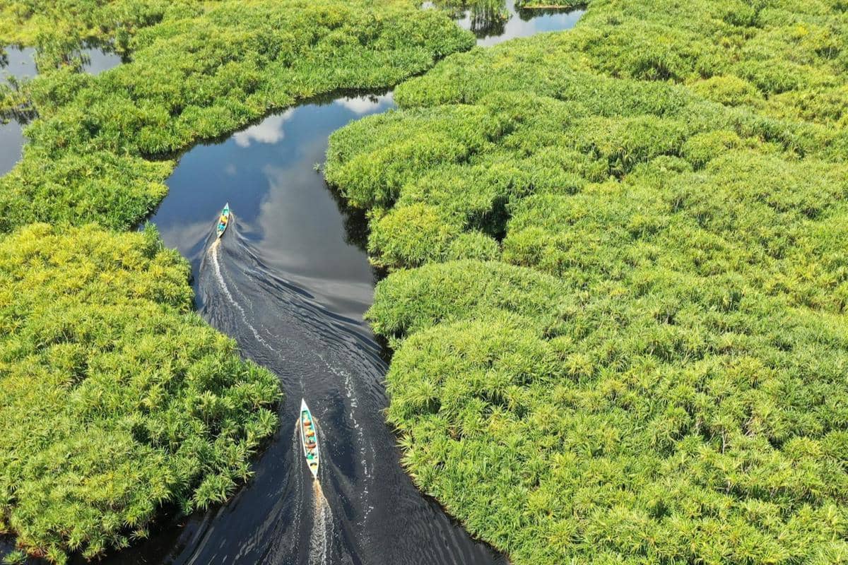 5 Fakta tentang Hutan Kalimantan, Paru-Paru Dunia yang Kian Terancam