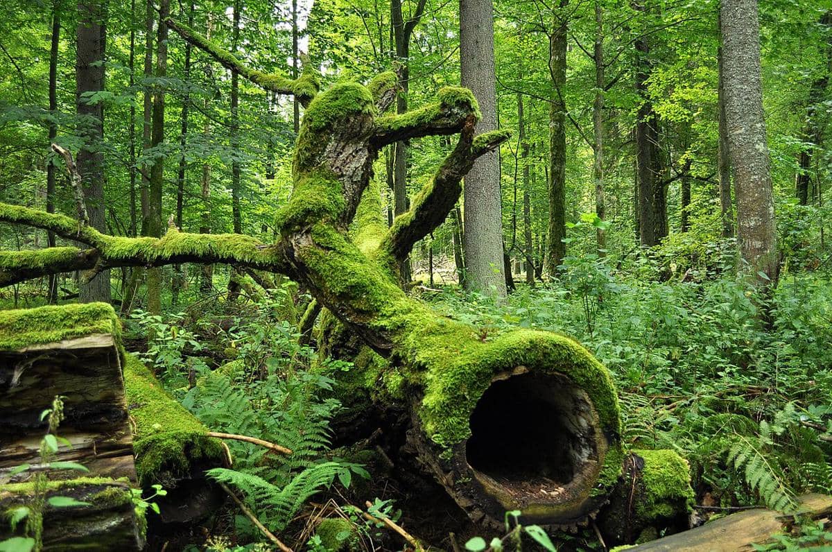 Białowieża Forest