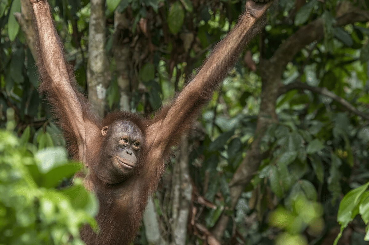 orang utan kalimantan