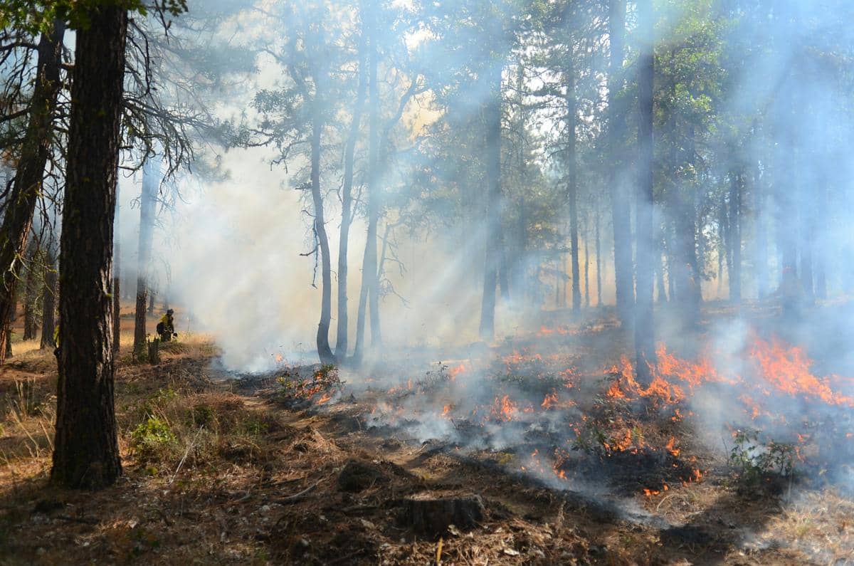 Kenapa Kalimantan Sering Terjadi Karhutla? Ini Alasannya
