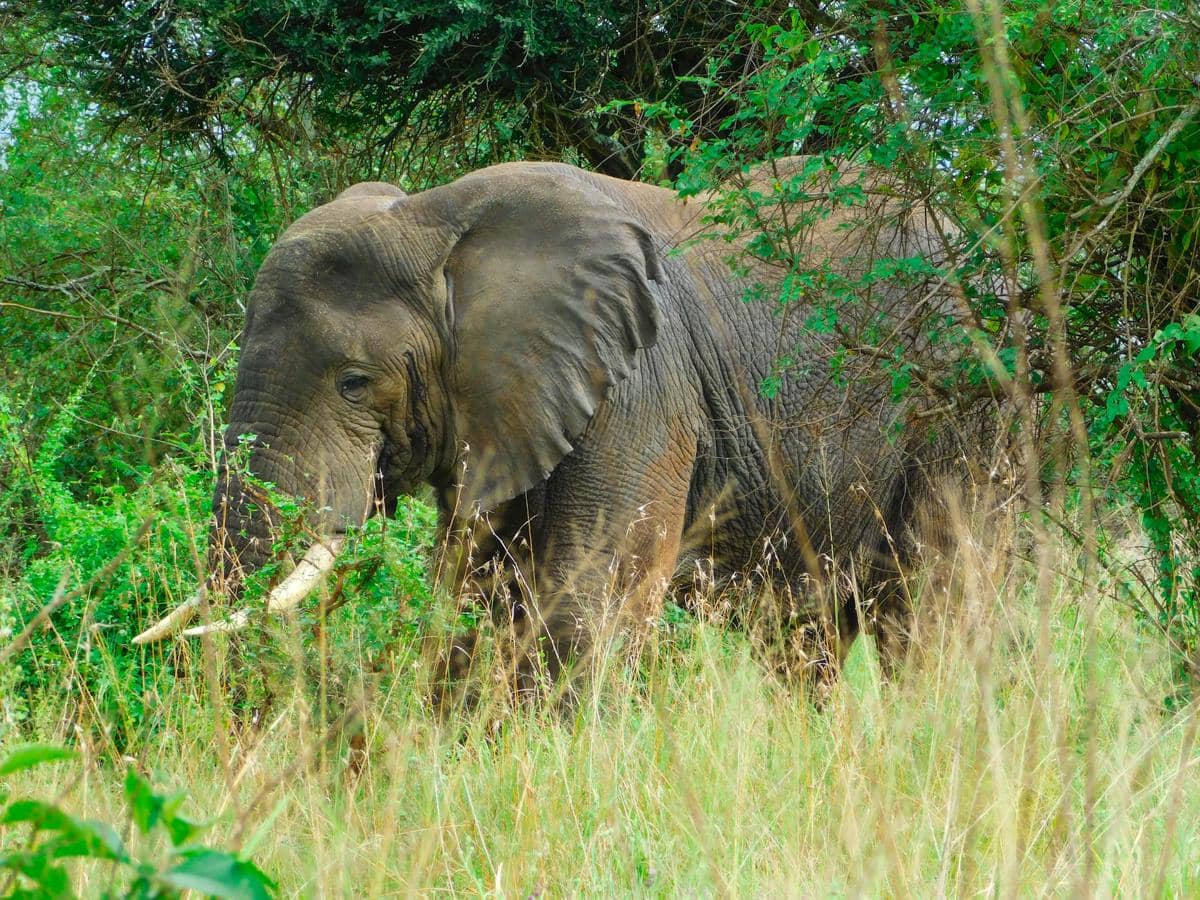 potret ekowisata di Rwanda