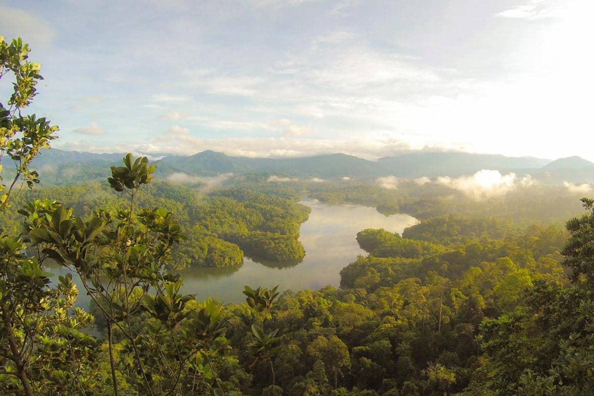 5 Paru-Paru Hijau Tertua di Dunia yang Masih Lestari hingga Kini