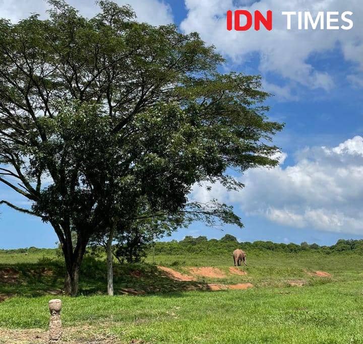 Potret Taman Nasional Way Kambas, Lampung Timur