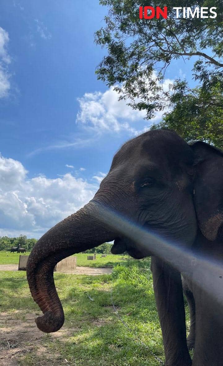 Potret gajah di Taman Nasional Way Kambas, Lampung Timur