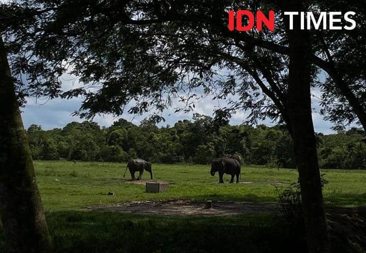 Potret Taman Nasional Way Kambas, Lampung Timur