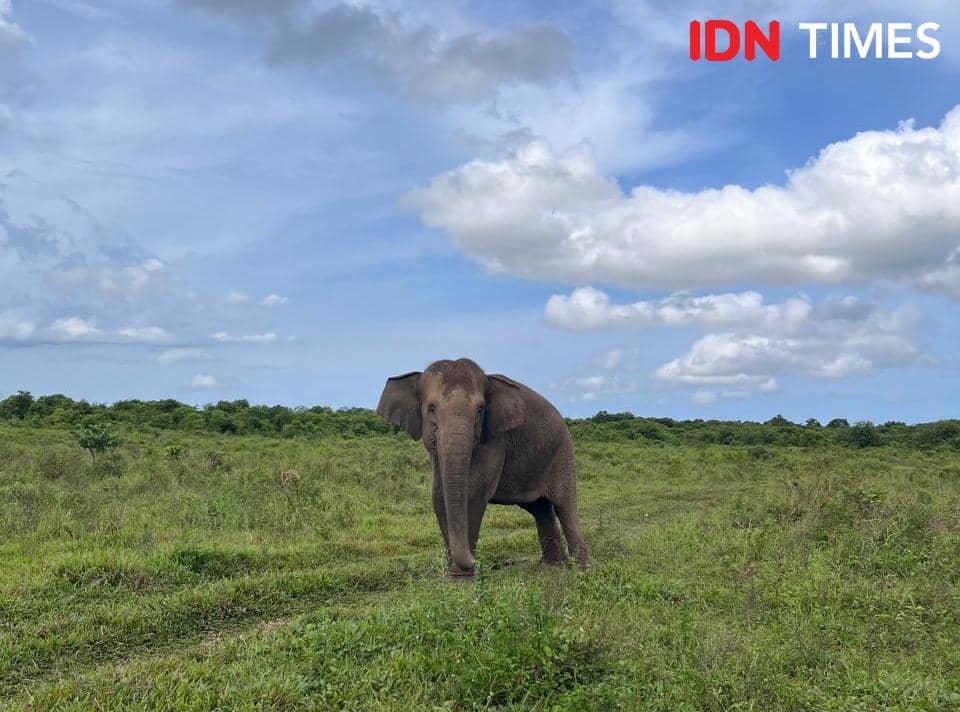 5 Hal tentang Way Kambas, Ada Rumah Sakit Gajah Pertama di Asia