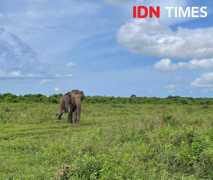 Potret gajah di Taman Nasional Way Kambas, Lampung Timur