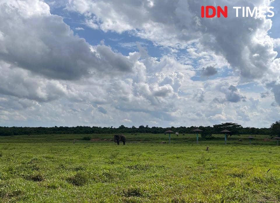 Potret Taman Nasional Way Kambas, Lampung Timur