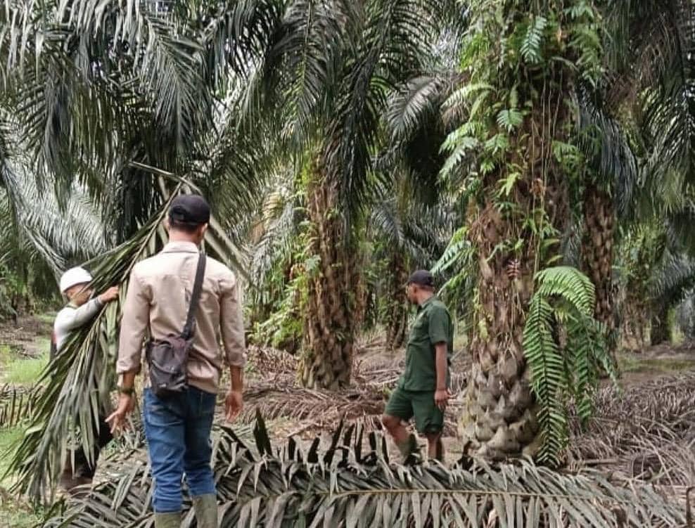 Profil Sinar Karya Mandiri, Perusahaan Sawit di Ketapang Kalimantan Barat