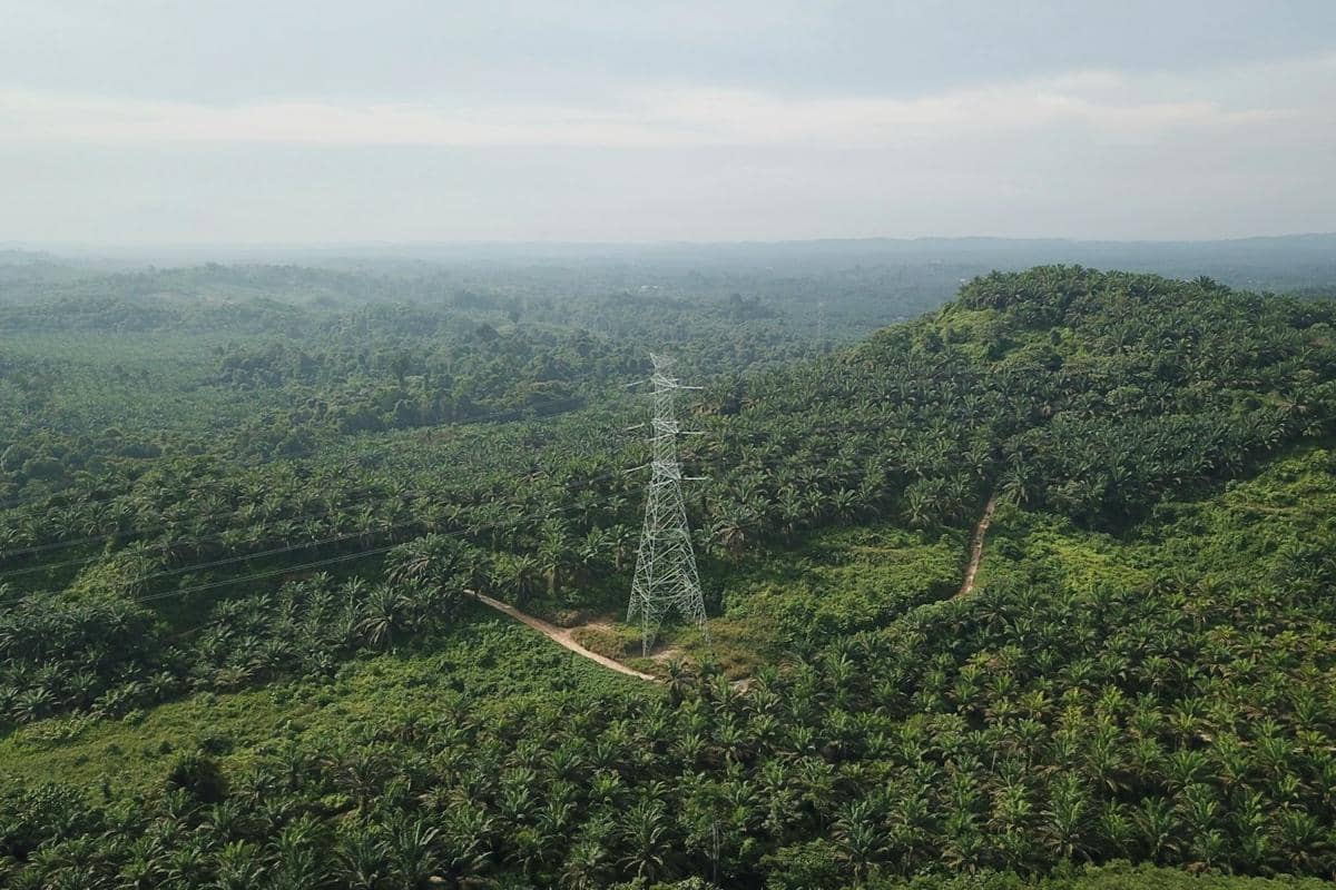 Perkebunan kelapa sawit