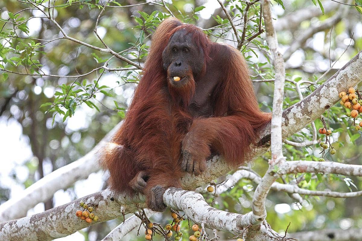 6 Hewan Kalimantan yang Terancam Punah, Ada yang Tersisa 65 Ekor!
