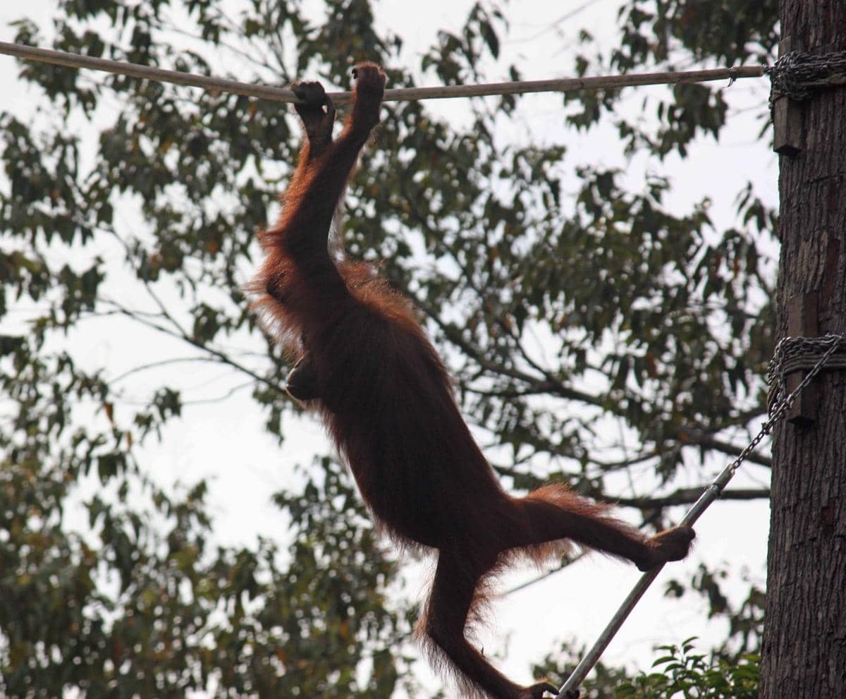 Orangutan