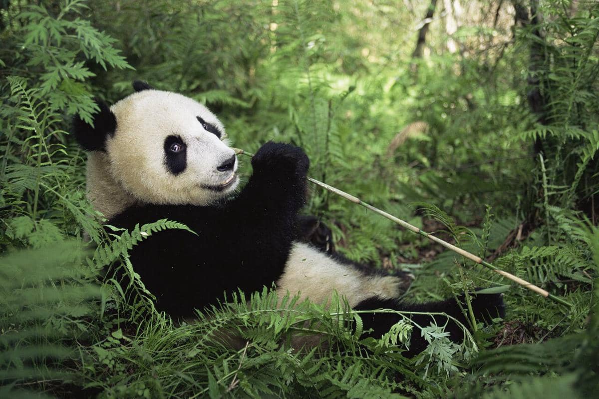 Panda raksasa