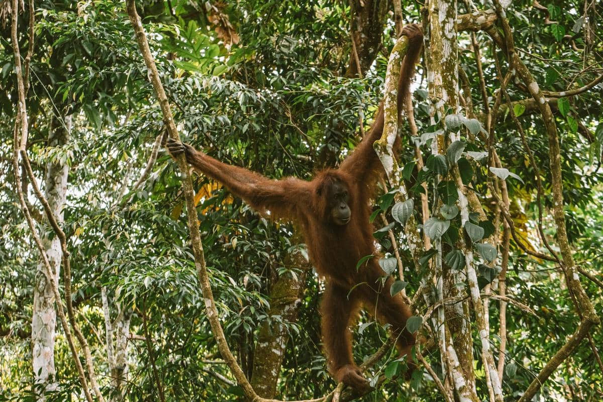 Orangutan