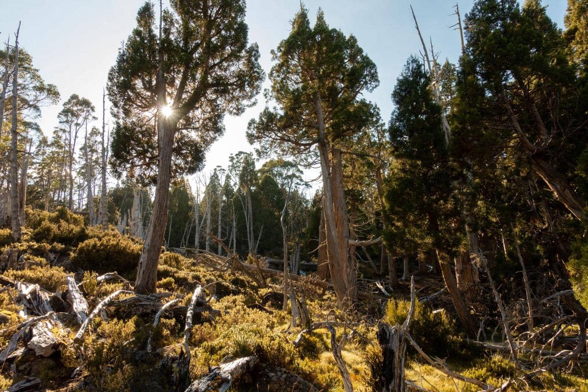 Tasmanian Wilderness