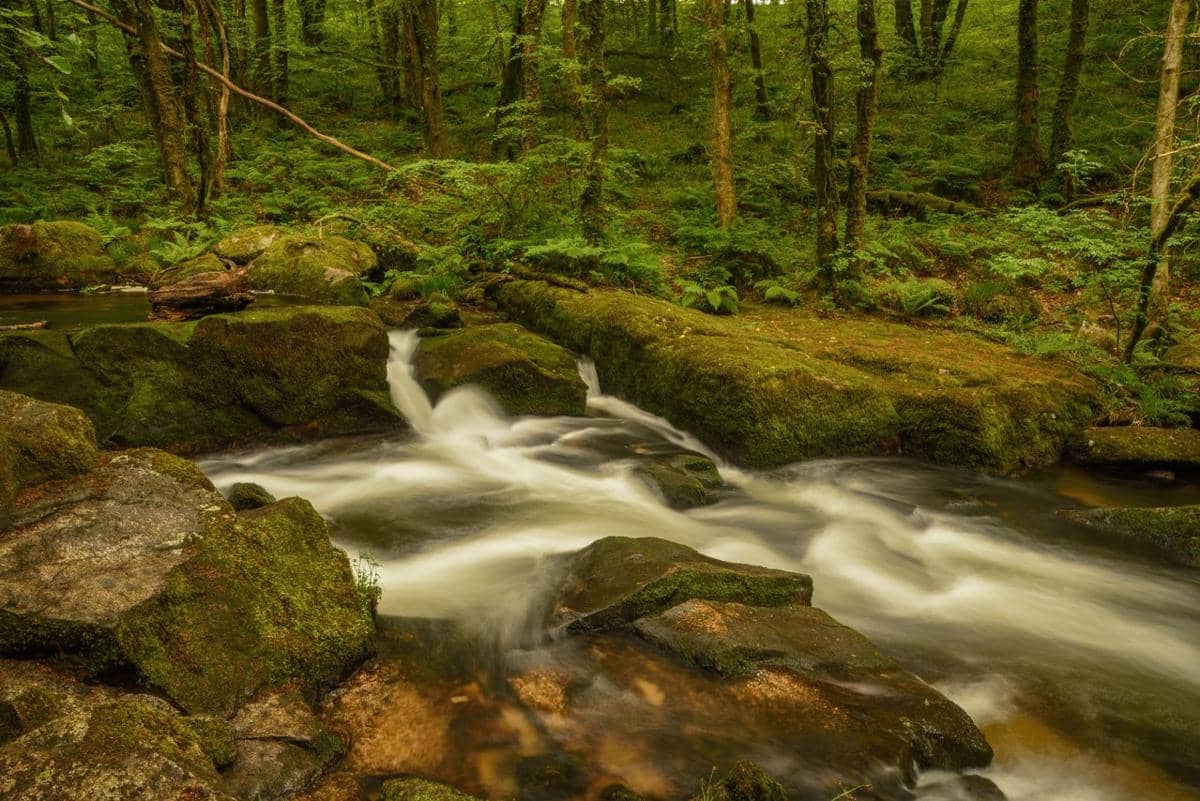 ilustrasi sungai di hutan