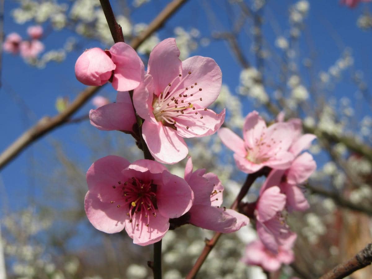 Bunga sakura mekar