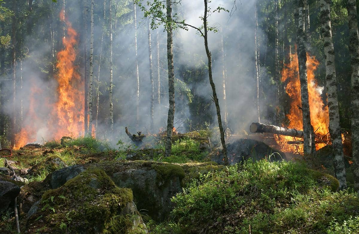 Bagaimana Kebakaran Hutan Bisa Mengubah Siklus Nutrisi Tanah?