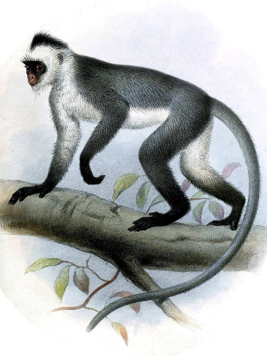 Langur hose