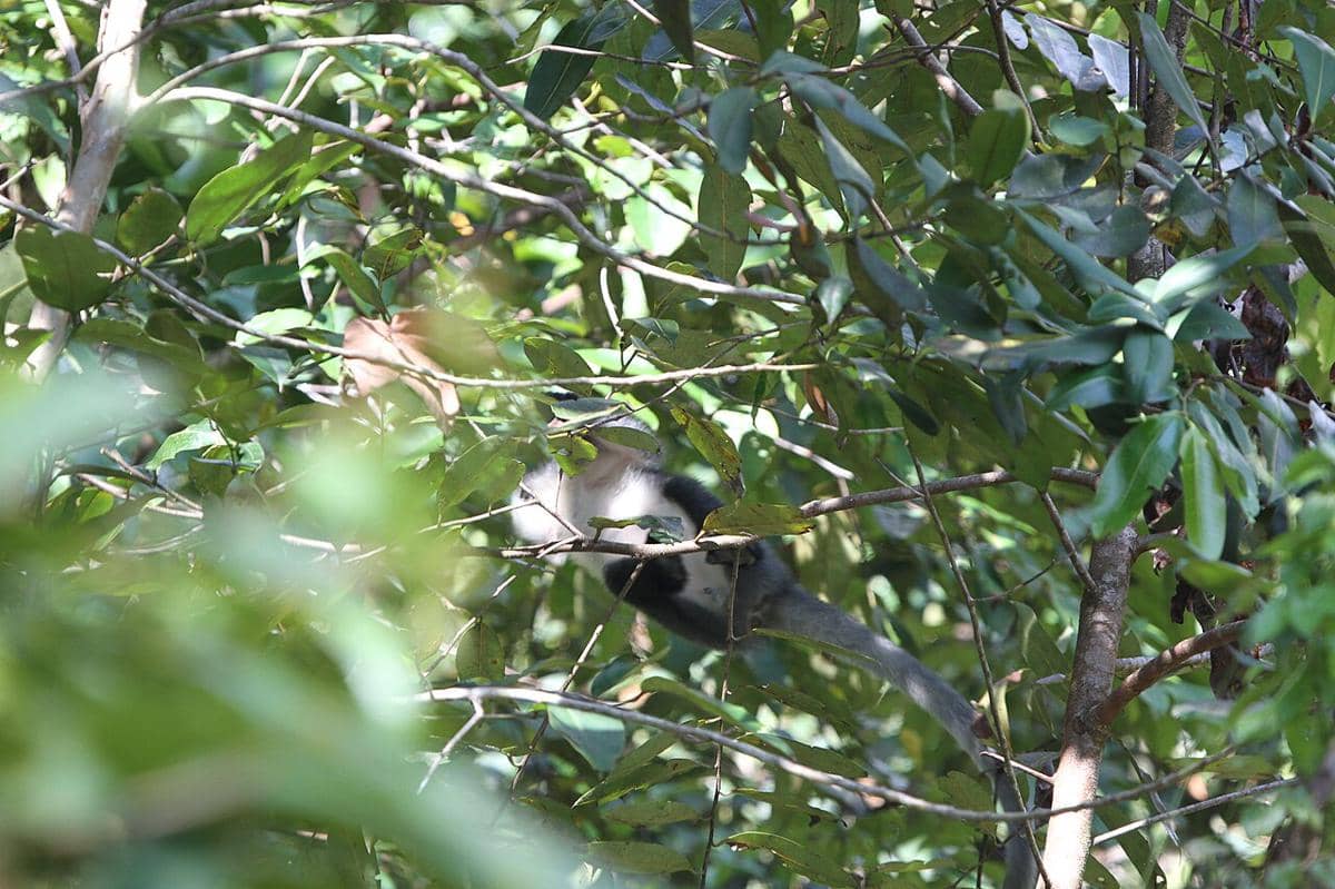 5 Fakta Langur Hose, Primata Endemik Pulau Kalimantan