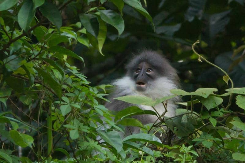 Langur hose