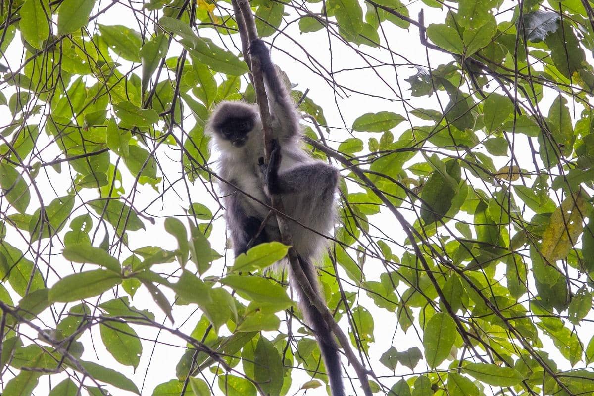 Langur hose