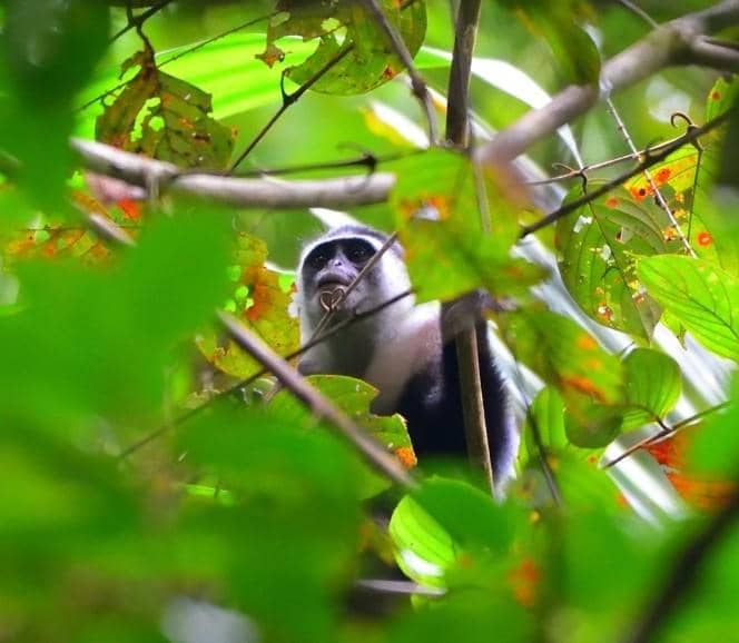 Langur hose