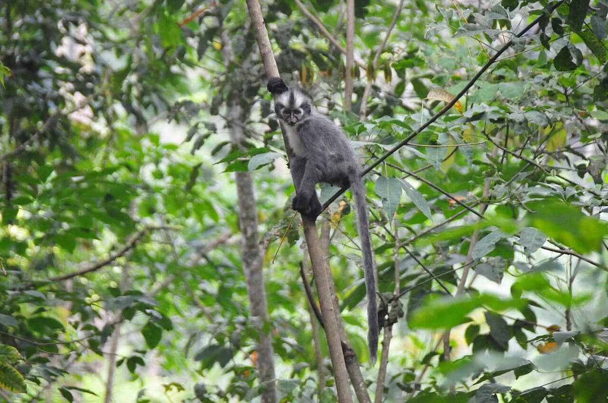 Langur hose